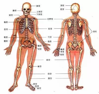 山式功效，你了解這個你最常做的體式嗎？