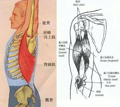 瑜伽后彎的技巧有哪些？