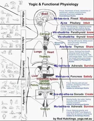 經(jīng)絡(luò)瑜伽的全部體式，你知道哪些體式對(duì)應(yīng)哪些經(jīng)絡(luò)嗎？