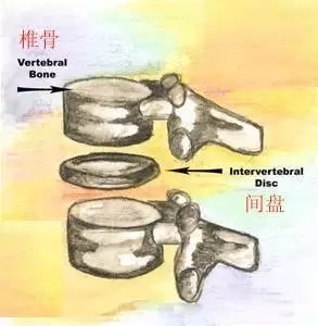 學(xué)好脊椎理療瑜伽必備知識：關(guān)于脊椎的幾件事