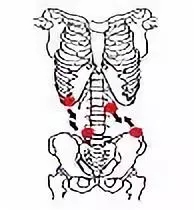 學(xué)好脊椎理療瑜伽必備知識：關(guān)于脊椎的幾件事